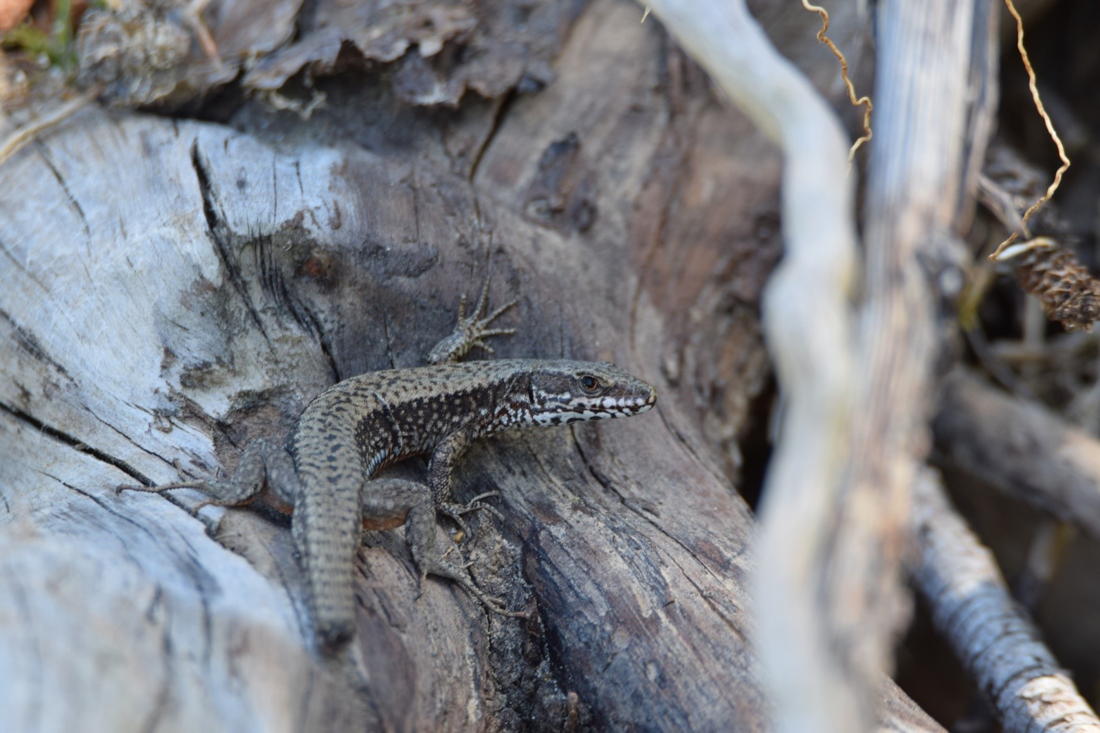 Duvar Kertenkelesi - Common Wall Lizard - Podarcis muralis